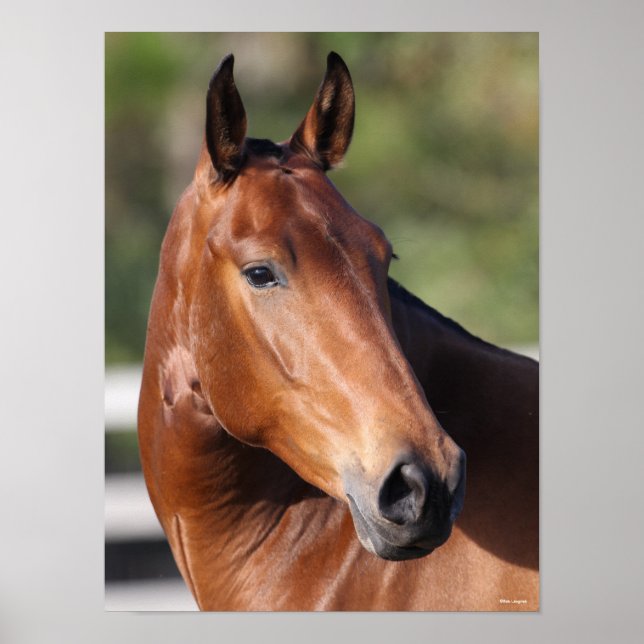 Bob Langrish | Bay Andalucian Headshot Poster (Vorne)