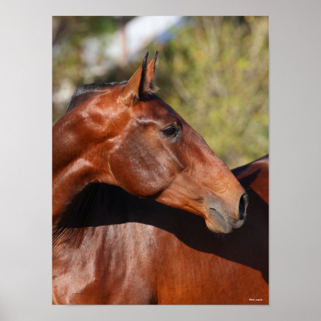 Bob Langrish | Bay Andalucian Headshot Poster (Vorne)
