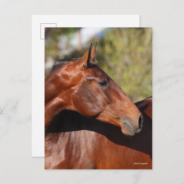 Bob Langrish | Bay Andalucian Headshot Postkarte (Vorne/Hinten)