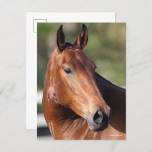Bob Langrish Bay Andalucian Headshot Postkarte