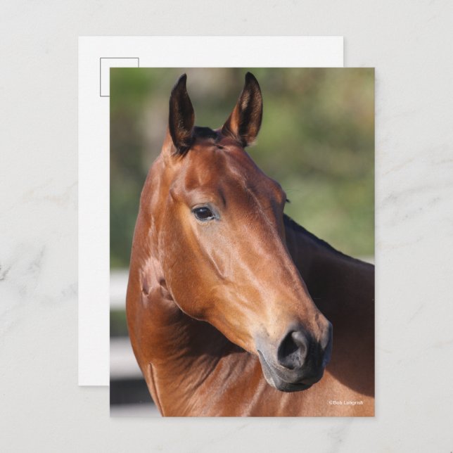Bob Langrish | Bay Andalucian Headshot Postkarte (Vorne/Hinten)
