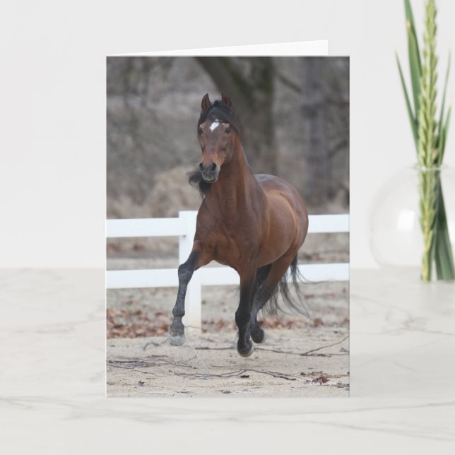 Bob Langrish | Bay Andalucian Stallion Running Karte (Vorderseite)