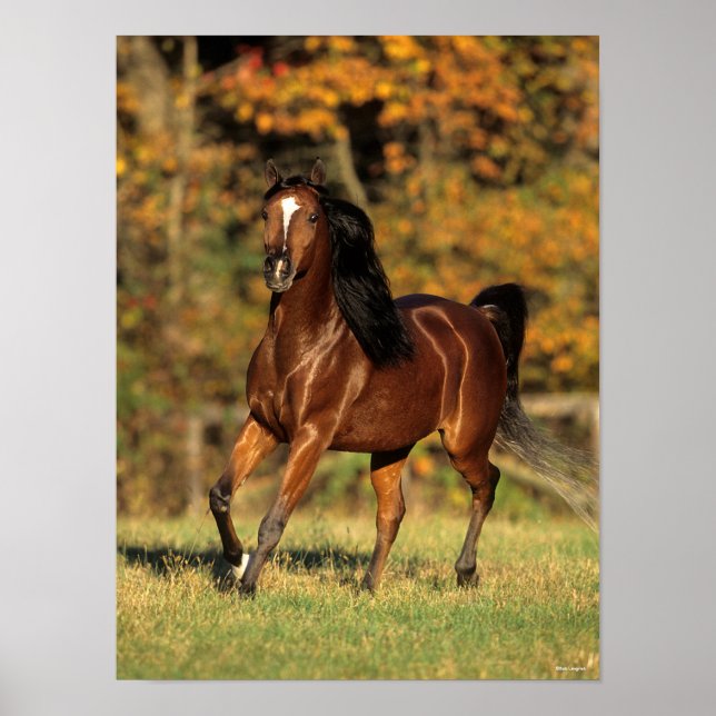 Bob Langrish | Bay Arab Autumnal Background Poster (Vorne)