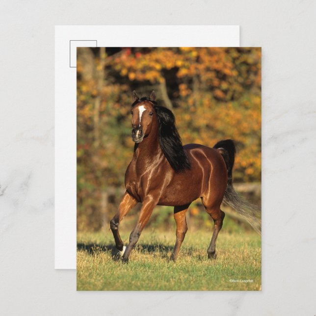 Bob Langrish | Bay Arab Autumnal Background Postkarte (Vorne/Hinten)