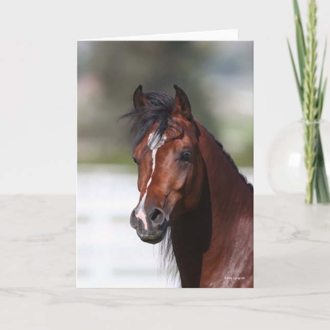 Bob Langrish | Bay Arab Colt Headshot Karte (Vorderseite)