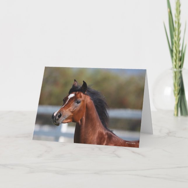 Bob Langrish | Bay Arab Colt Headshot Karte (Vorderseite)