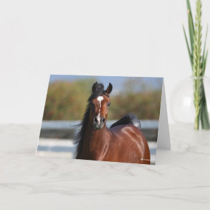 Bob Langrish   Bay Arab Colt Headshot Karte