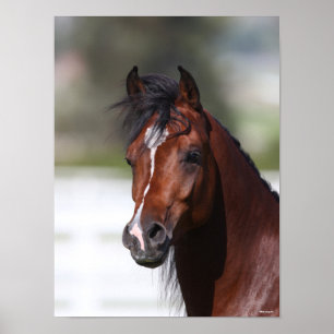 Bob Langrish   Bay Arab Colt Headshot Poster