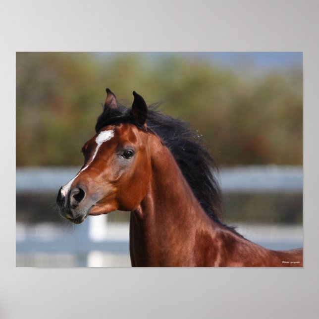 Bob Langrish | Bay Arab Colt Headshot Poster (Vorne)