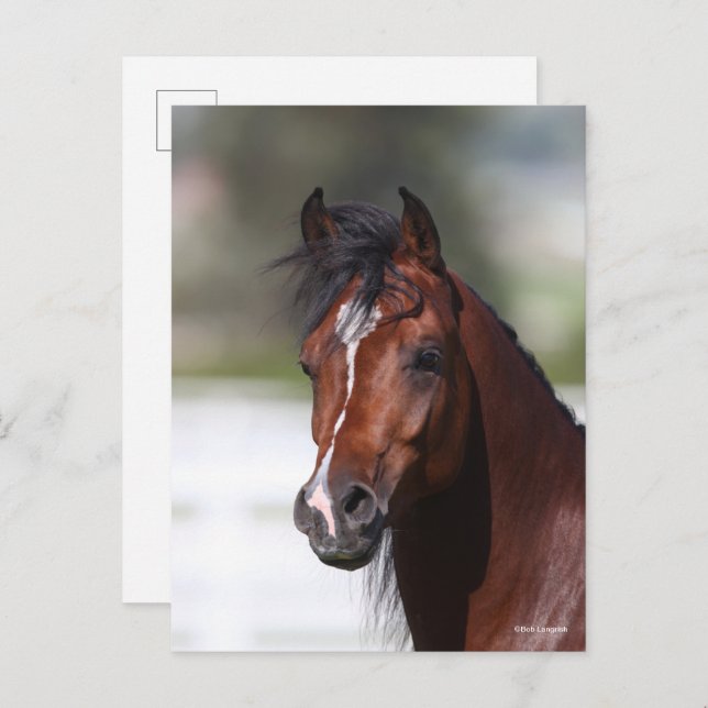Bob Langrish | Bay Arab Colt Headshot Postkarte (Vorne/Hinten)