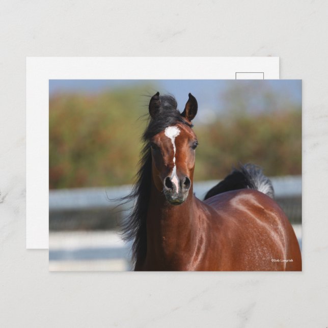 Bob Langrish | Bay Arab Colt Headshot Postkarte (Vorne/Hinten)