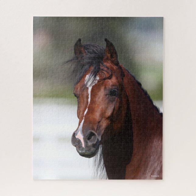Bob Langrish | Bay Arab Colt Headshot Puzzle (Vertikal)