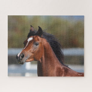 Bob Langrish   Bay Arab Colt Headshot Puzzle