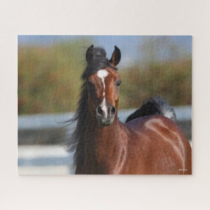Bob Langrish   Bay Arab Colt Headshot Puzzle