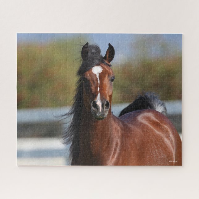 Bob Langrish | Bay Arab Colt Headshot Puzzle (Horizontal)