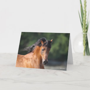 Bob Langrish   Bay Arab Headshot Karte