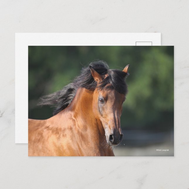 Bob Langrish | Bay Arab Headshot Postkarte (Vorne/Hinten)