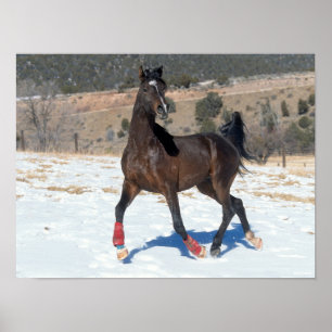 Bob Langrish   Bay Arab Horse Running In Snow Poster