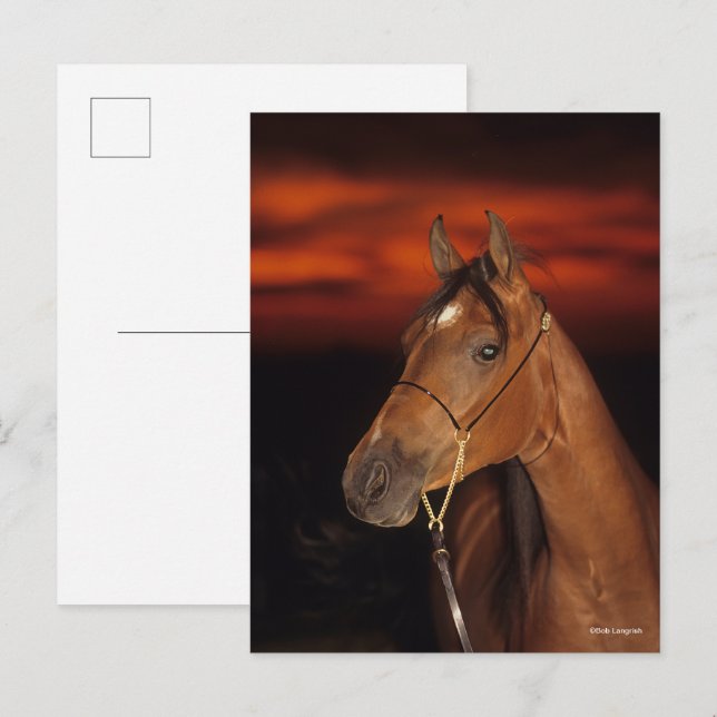Bob Langrish | Bay Arab Stallion Headshot Sunset Postkarte (Vorne/Hinten)