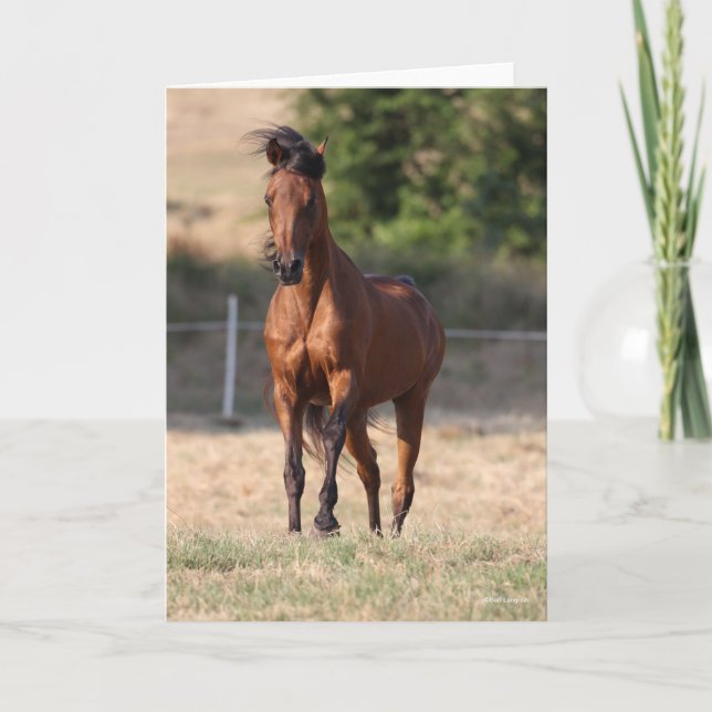 Bob Langrish | Bay Arab Standing Mane Blowing Karte (Vorderseite)