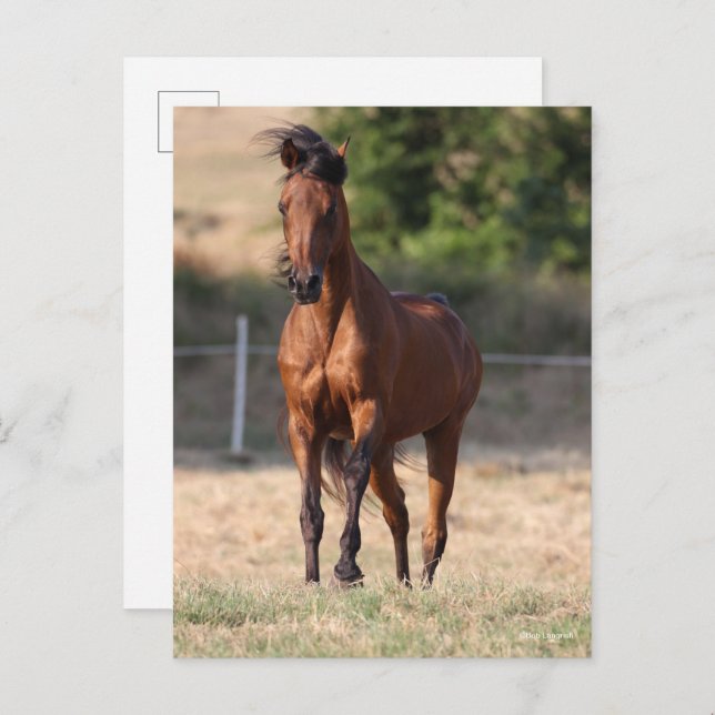 Bob Langrish | Bay Arab Standing Mane Blowing Postkarte (Vorne/Hinten)