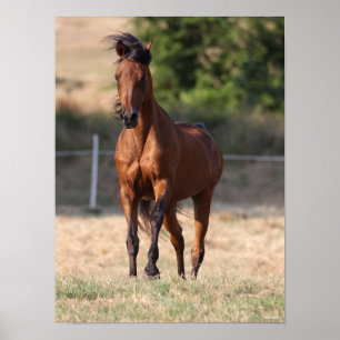 Bob Langrish   Bay Arab Stehend Manblasen Poster