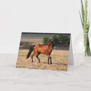 Bob Langrish   Bay Arab Walking Karte