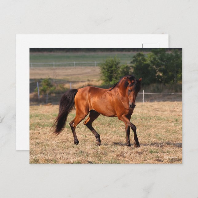 Bob Langrish | Bay Arab Walking Postkarte (Vorne/Hinten)