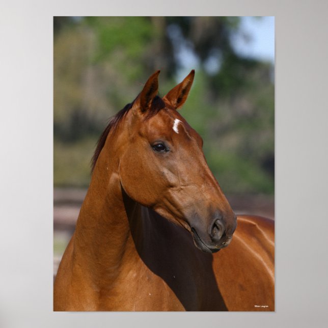 Bob Langrish | Bay Canadian Sport Horse Headshot Poster (Vorne)