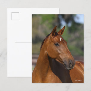 Bob Langrish   Bay Canadian Sport Horse Headshot Postkarte