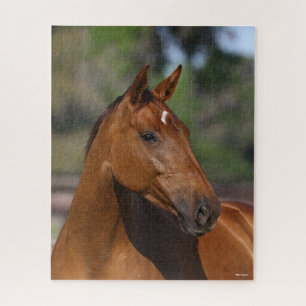 Bob Langrish   Bay Canadian Sport Horse Headshot Puzzle