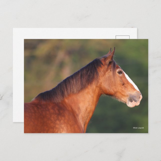 Bob Langrish | Bay Clydesdale Headshot Postkarte (Vorne/Hinten)