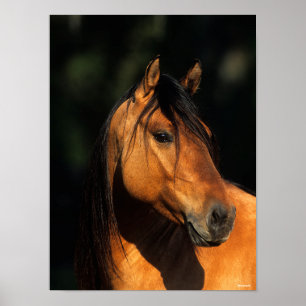 Bob Langrish   Bay Kiger Mustang Stallion Headshot Poster