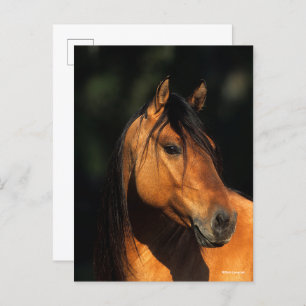 Bob Langrish   Bay Kiger Mustang Stallion Headshot Postkarte