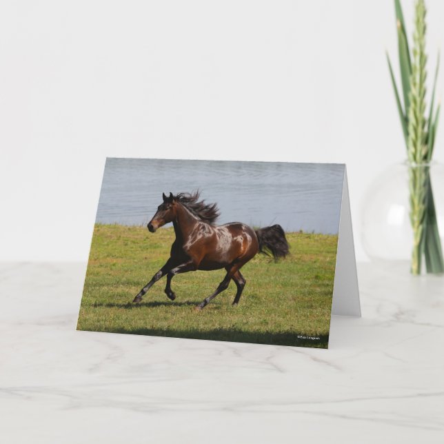 Bob Langrish | Bay Lusitano Mare Running nahe dem  Karte (Vorderseite)