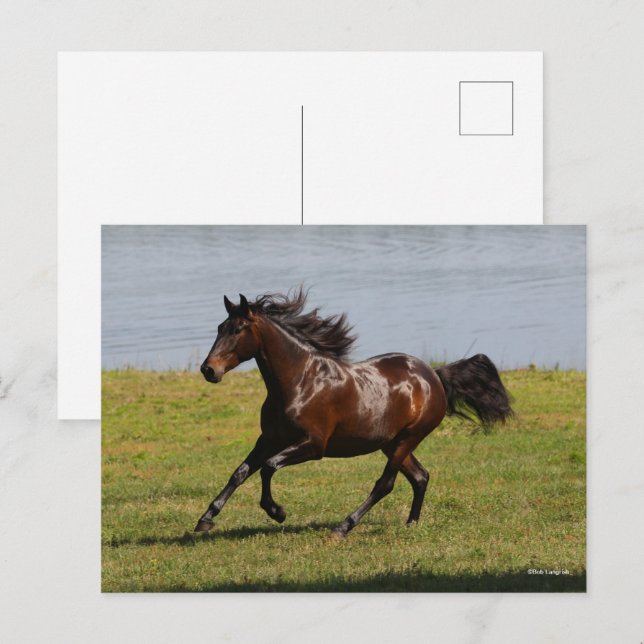 Bob Langrish | Bay Lusitano Mare Running nahe dem  Postkarte (Vorne/Hinten)