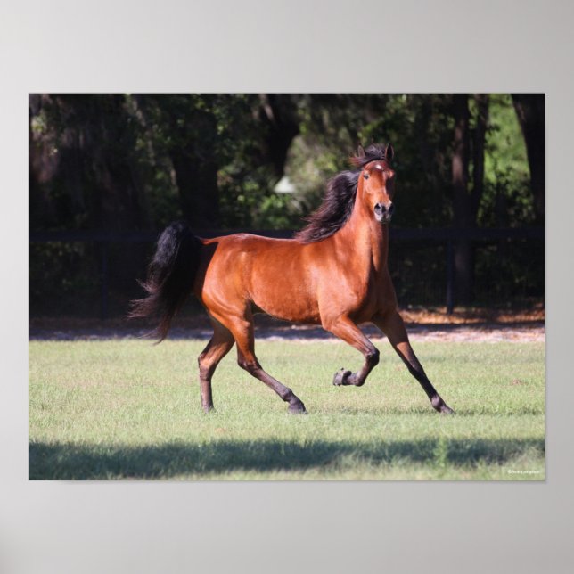Bob Langrish | Bay Tennessee Walker Running Poster (Vorne)