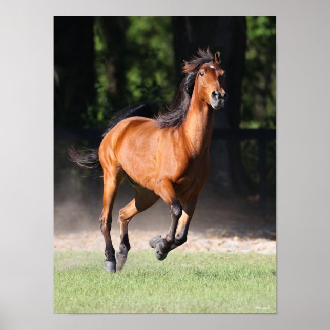 Bob Langrish | Bay Tennessee Walker Running Poster (Vorne)