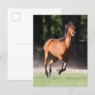 Bob Langrish   Bay Tennessee Walker Running Postkarte