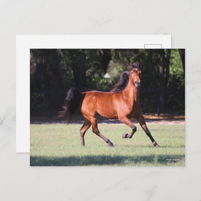 Bob Langrish | Bay Tennessee Walker Running Postkarte (Vorne/Hinten)