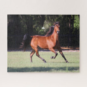 Bob Langrish   Bay Tennessee Walker Running Puzzle