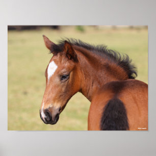 Bob Langrish   Bay Warmblut Fohlen Porträt Poster