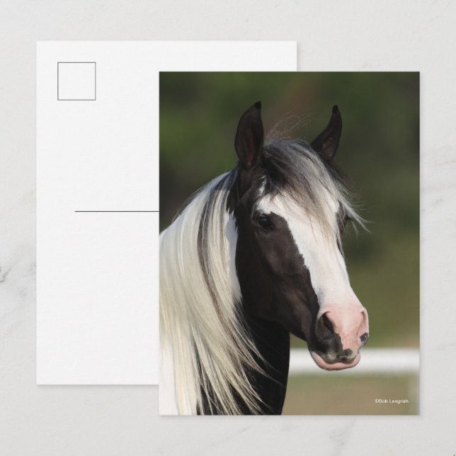 Bob Langrish Black and White Gypsy Vanner headshot Postkarte (Vorne/Hinten)