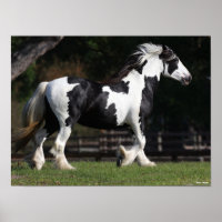 Bob Langrish Black and White Sinti und Roma Vanner