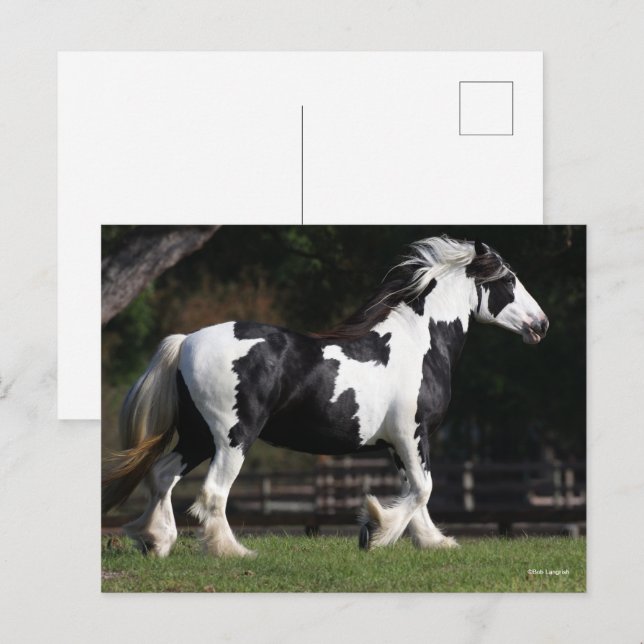 Bob Langrish Black and White Sinti und Roma Vanner Postkarte (Vorne/Hinten)