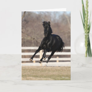 Bob Langrish   Black Andalucian Horse Running Karte