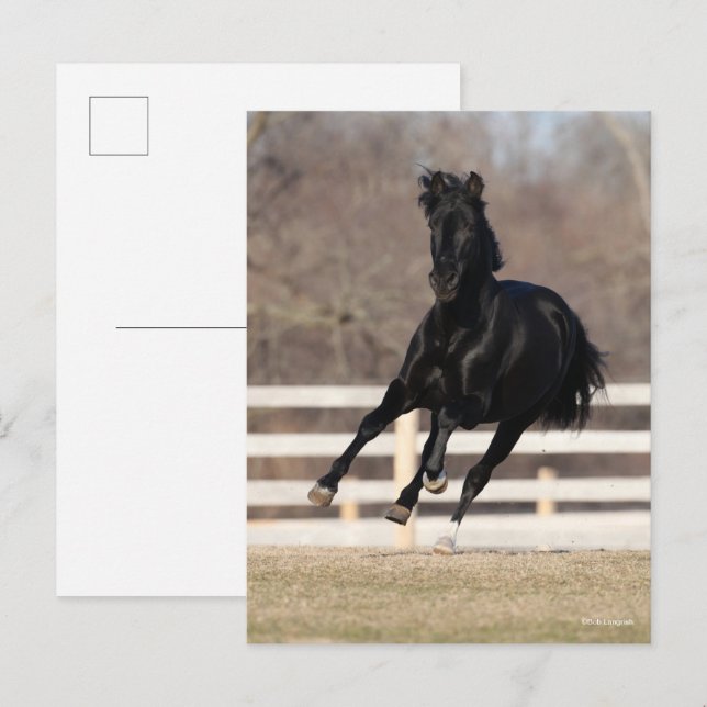 Bob Langrish | Black Andalucian Horse Running Postkarte (Vorne/Hinten)