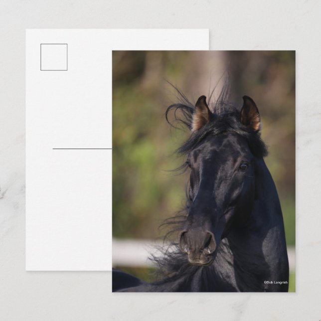 Bob Langrish | Black Andalucian Stallion Headshot Postkarte (Vorne/Hinten)