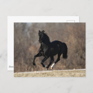 Bob Langrish   Black Andalucian Stallion Running Postkarte