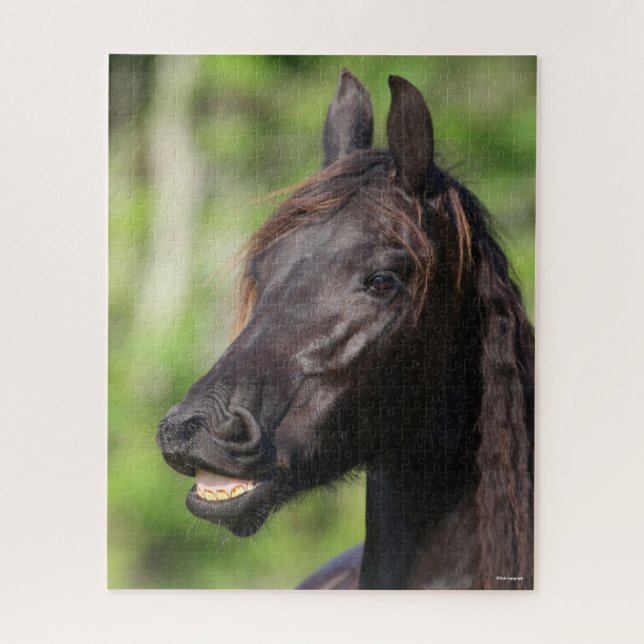 Bob Langrish | Black Friesian Flehmen Headshot Puzzle (Vertikal)